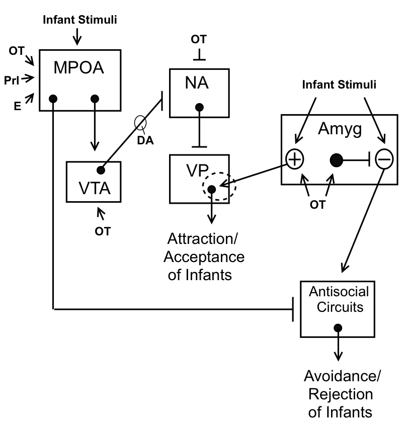 A neural model of maternal behavior in animals. Nulliparous females typically avoid infant stimuli because they activate negatively valent amygdala (Amyg) neurons. Maternal behavior occurs because these avoidance responses are inhibited, while attraction toward infants is stimulated. Physiological events at the end of pregnancy cause the medial preoptic area (MPOA) to be activated by infant stimuli. MPOA projections then inhibit antisocial avoidance circuits and activate the mesolimbic dopamine (DA) reward system. The brain’s oxytocin (OT) system is also involved, with actions at several sites. In the amygdala, oxytocin stimulates positively valent neurons, while inhibiting negatively valent neurons. When oxytocin co-acts with dopamine in the nucleus accumbens (NA), it potentiates the inhibitory effects of dopamine, which releases the ventral pallidum from nucleus accumbens inhibition. This process allows the ventral pallidum (VP) to become responsive to infant stimuli arriving from positively valent amygdala neurons. The output of the ventral pallidum promotes maternal motivation. These events may also strengthen synapses between the amygdala and ventral pallidum (shown by a dashed circle), causing an enduring attraction between a mother and her infants. Neuronal, hormonal, and oxytocin effects ending in an arrow denote stimulation. Effects ending in a bar indicate inhibition. See text and Numan (2015) for more information. E = estradiol; Prl = prolactin; VTA = ventral tegmental area.