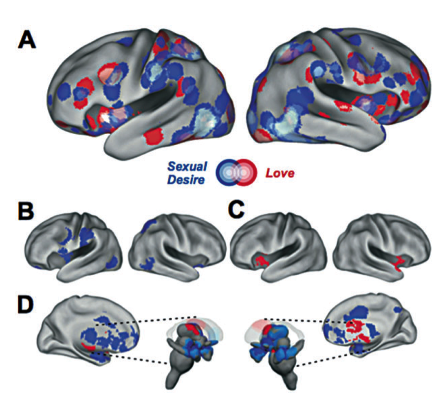 Figure 2: Brain networks related to lust (blue) vs. love (red). (A) Surface model illustrating results from all studies based on a qualitative analysis. The color hues in the “heat maps” depict an increasing number of paradigms that activated a given portion of cortex. (B) Lateral view of regions uniquely activated by desire based on the quantitative multilevel kernel density analysis. (C) Regions uniquely activated by love. (D) Medial view and brainstem view of regions uniquely activated by desire vs. love. Source: Cacioppo et al., 2012. 